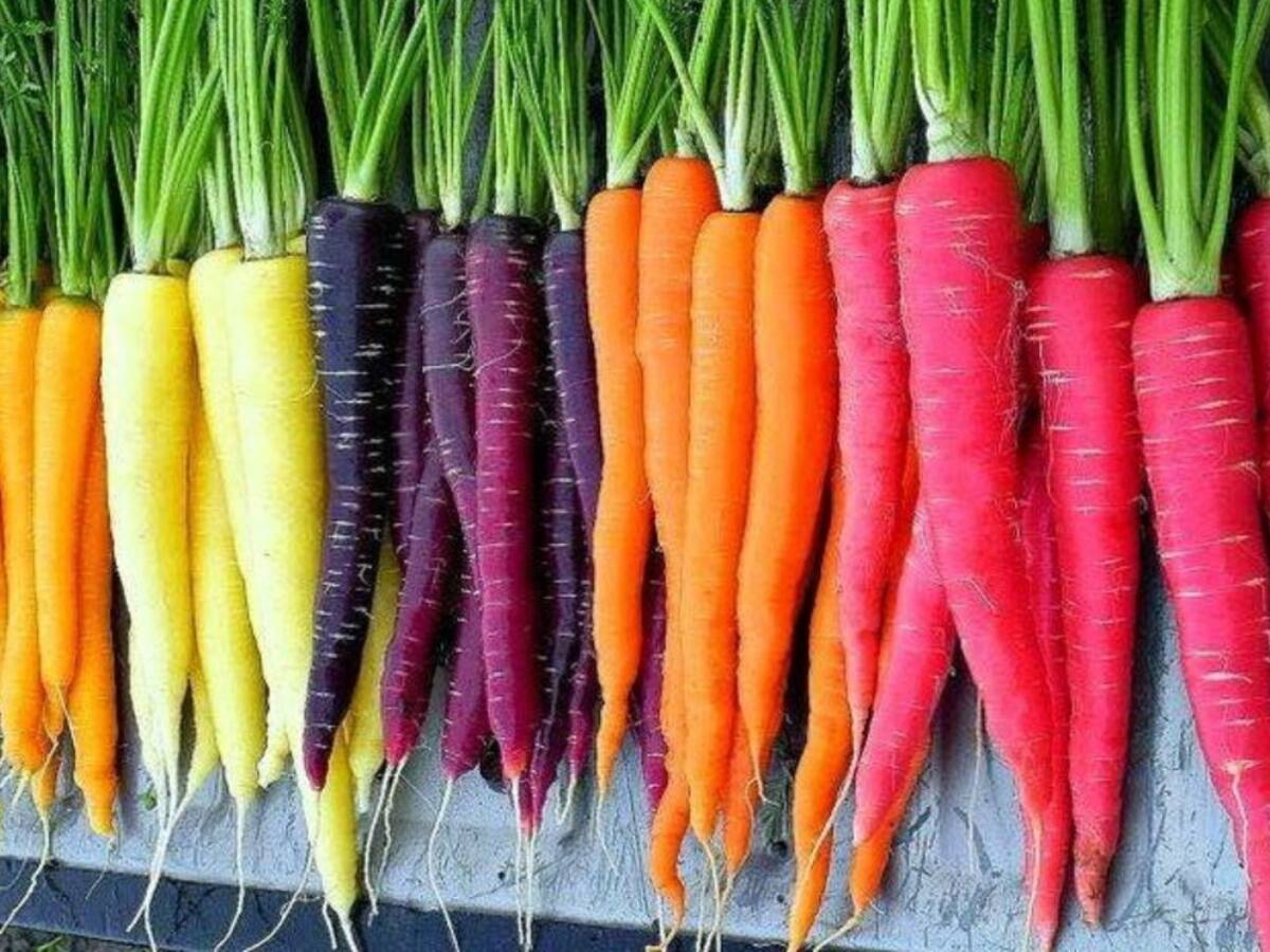 Carrot For Weight Loss: વજન ઘટાડવા માટે 100 ટકા અસરકારક છે આ રંગીન ગાજર, ફટાફટ ઘટશે પેટની ચરબી
