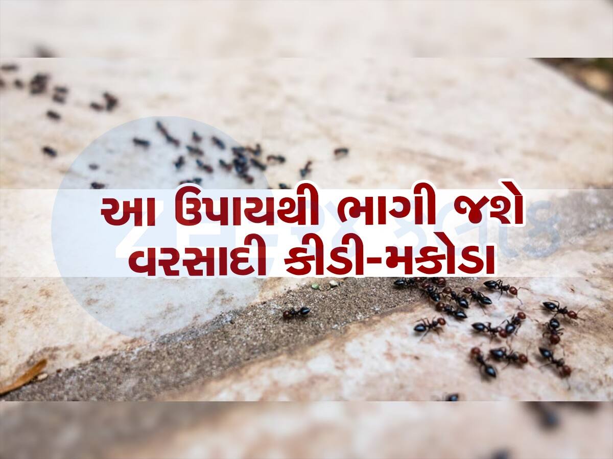 ચોમાસામાં ઘરમાં આવતા કીડા-મકોડાથી થઈ ગયા છો પરેશાન, અપનાવો આ ઉપાય, તત્કાલ મળશે રાહત