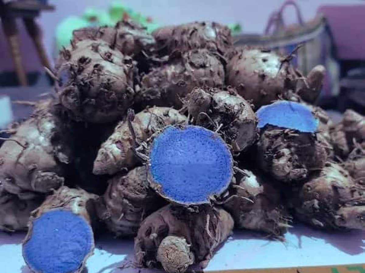 BLACK TURMERIC: શું તમે ક્યારેય કાળી હળદર ખાધી છે? જલદી ફાયદા જાણી લો, તો ફાવી જશો!