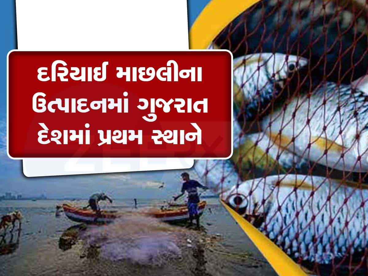 ગતિશીલ ગુજરાતનો ફરી એકવાર ડંકો વાગ્યો : માછલી ઉત્પાદનમાં બધા રેકોર્ડ તોડ્યા 