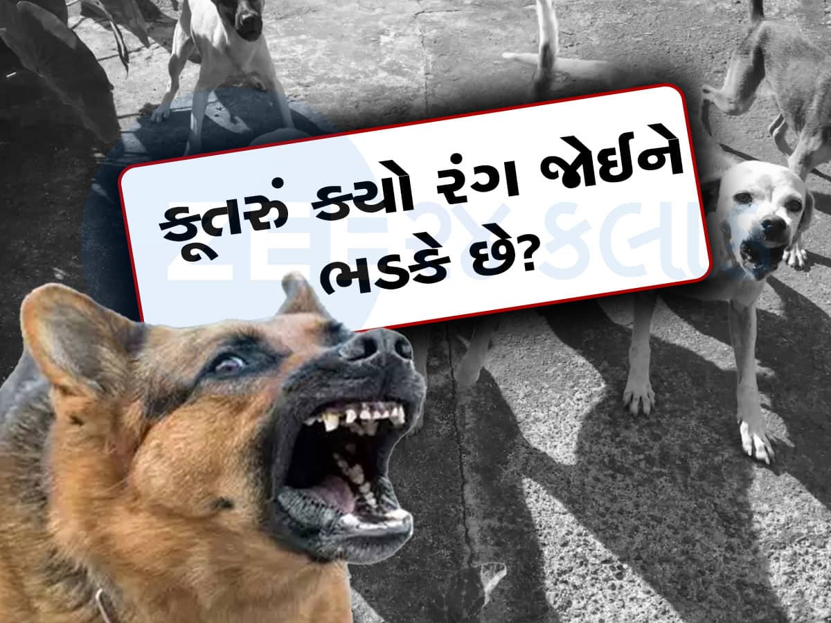 General Knowledge: કયા રંગને જોઈને કૂતરું ગુસ્સે ભરાય છે? શું તમને ખબર છે...ખાસ જાણો