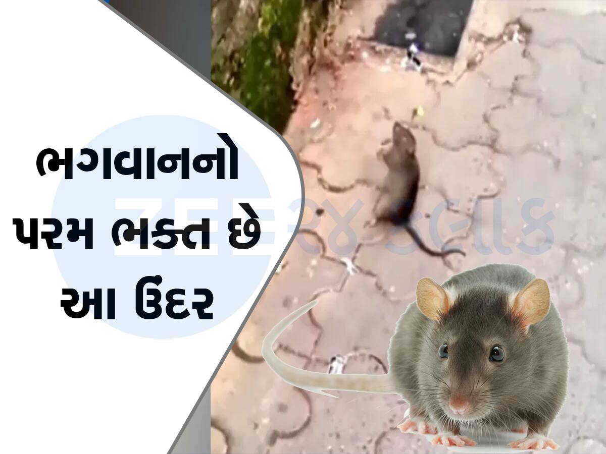 VIDEO: શું તમે ક્યારેય ઉંદરને ભગવાનની ભક્તિ કરતો જોયો છે? આરતી સમયે વગાડે છે તાળી