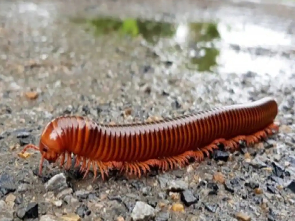 શું વરસાદની મોસમમાં જંતુ-જીવાતથી છો પરેશાન? તો અજમાવો આ 4 ઘરગથ્થુ ઉપાય