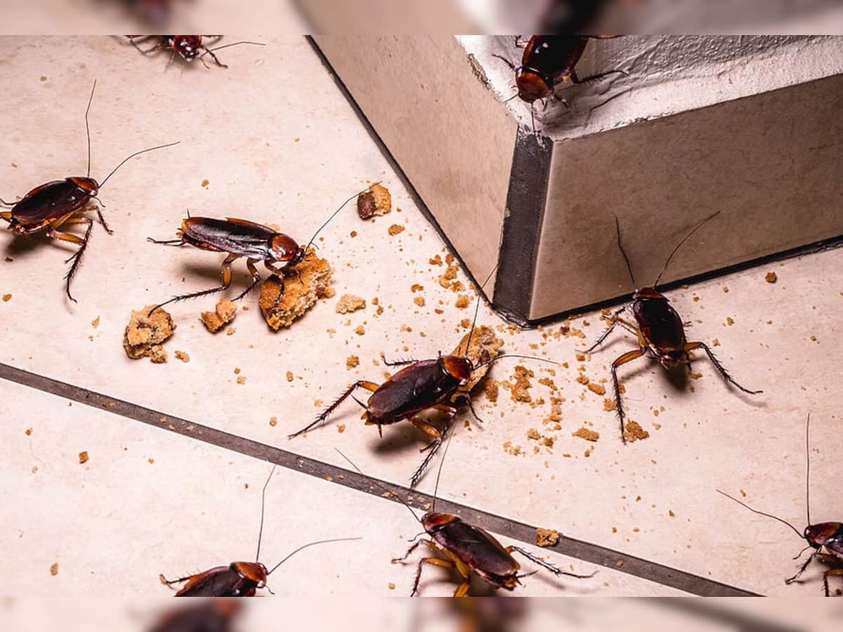 Cockroach: ઘરમાં દોડાદોડી કરતી હોય વંદાની ફૌજ, તો આ 5 વસ્તુનો કરો ઉપયોગ, રાતોરાત ભાગી જશે