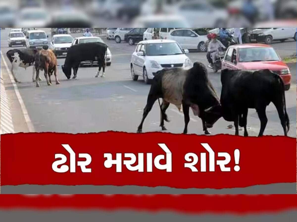 અમદાવાદીઓ માટે સૌથી મોટા સમાચાર, ઢોર અંકુશ પોલિસીને મંજૂરી, વાંચી લેજો આ નિયમો