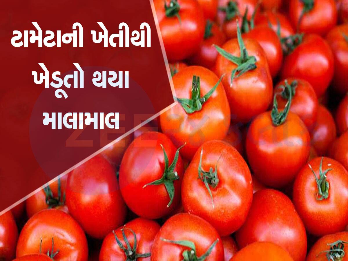 OMG! ટામેટાં વેચીને ફક્ત 30 દિવસમાં કરોડપતિ બની ગયો આ ખેડૂત, વિગતો ખાસ જાણો