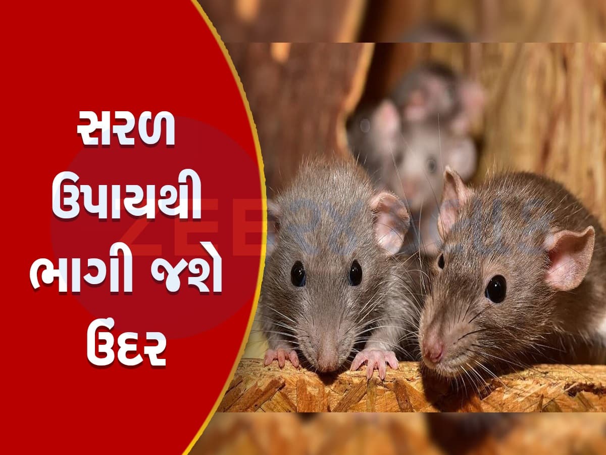 ન પીંજરૂં, ન ઝેર, ઘરમાંથી ઉંદરોનું ભગાડવાનું કામ કરશે કિચનના આ 4 મસાલા