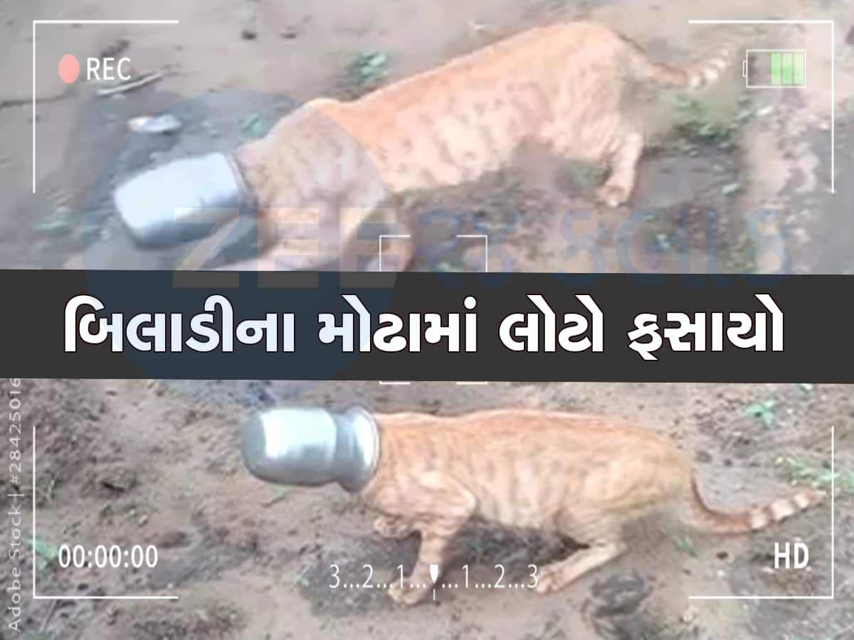 બિલાડી માસી સાથે જબરુ થયું, મોઢું લોટામાં ફસાતા આખા ગામમાં લોટાવાળા મોઢા સાથે દોડી 