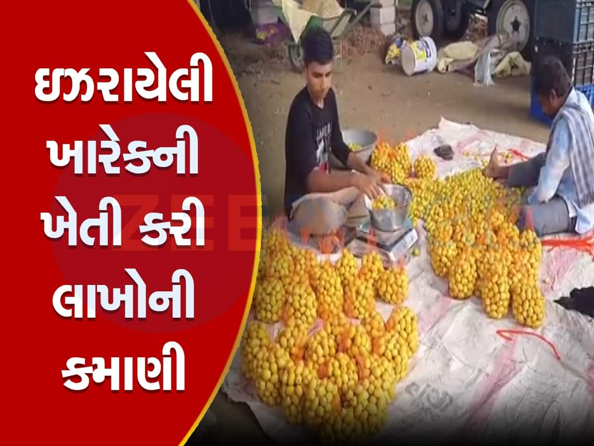 Bhavnagar: 9 વીઘામાં કરી ઈઝરાયલી ખારેકની ખેતી, ભાવનગરના આ ખેડૂત વર્ષે કરી રહ્યાં છે લાખોની કમાણી