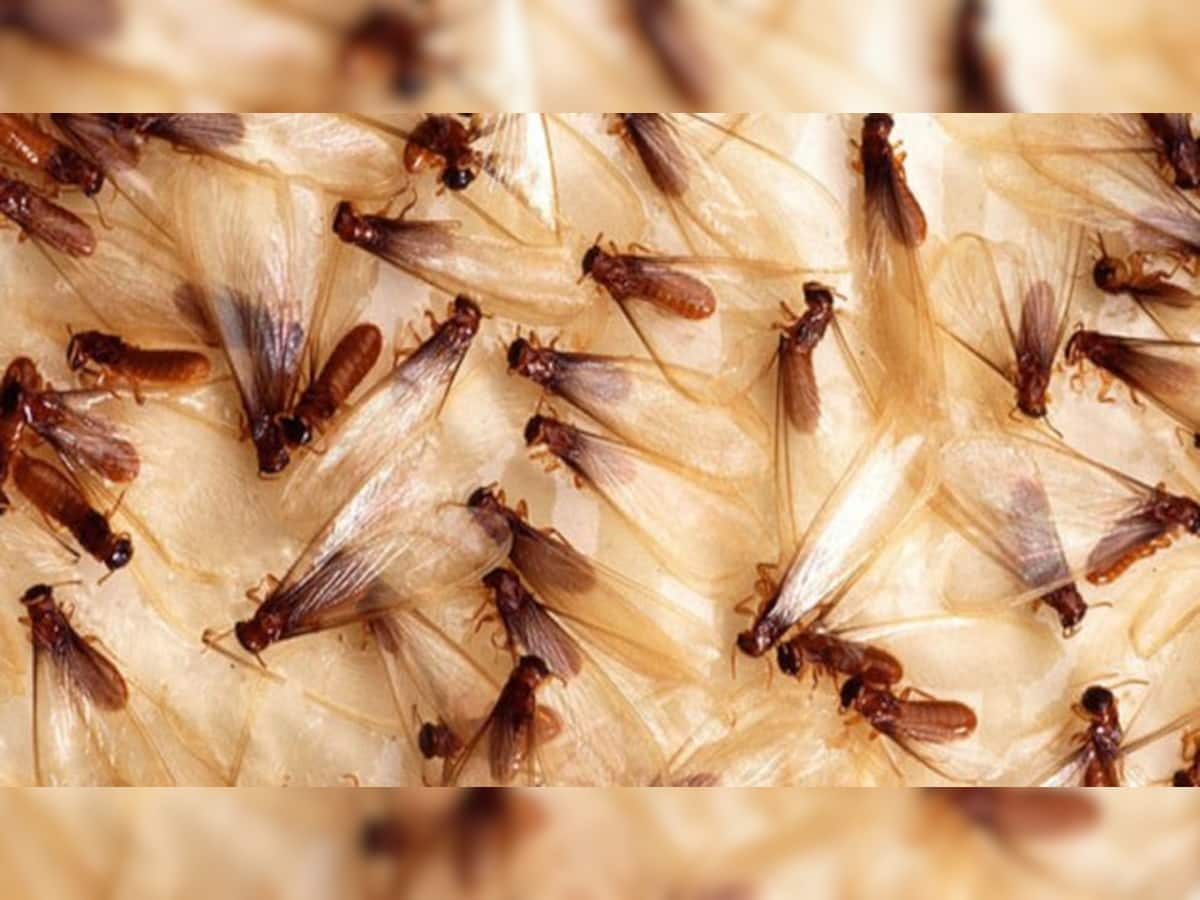 Rain Insects: ઘરમાં ત્રાસ કરી જીવજંતુઓને ભગાડવાના સૌથી અસરકારક ઉપાય, કીડી તો એક પણ જોવા નહીં મળે