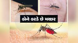 શું તમને પણ વધુ મચ્છર કરડે છે, જાણો આવું કેમ થાય છે, જાણો શું કહે છે રિસર્ચ