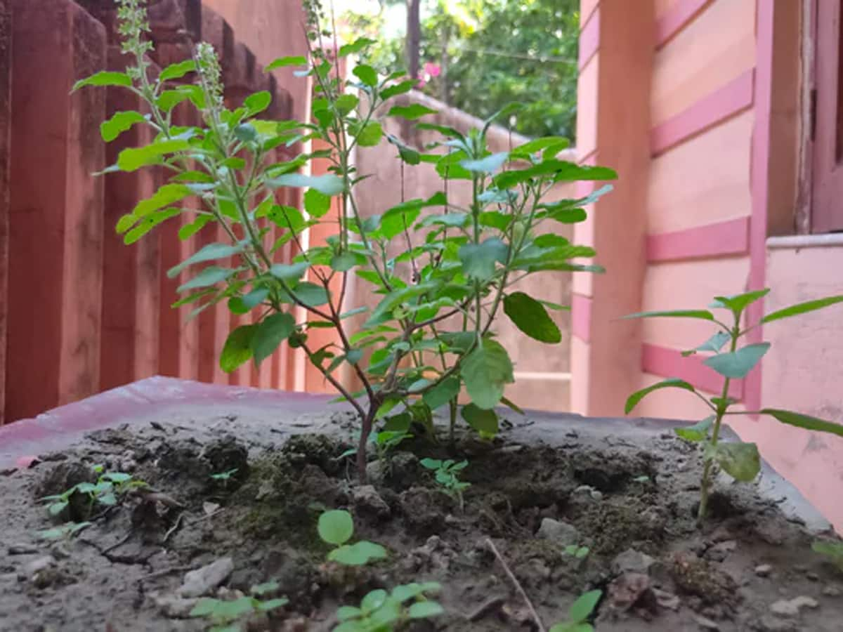 Tulsi Roots Totke: દેવું ચૂકવી છકતા નથી તો તુલસી મૂળનો કરો આ ચમત્કારી ટોટકો, ધનના થશે ઢગલા