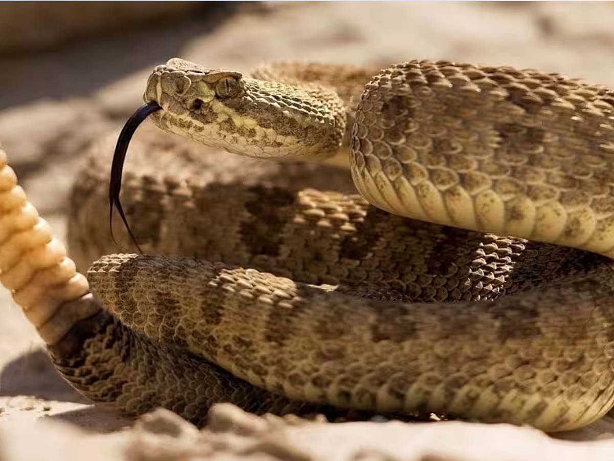 RattleSnake