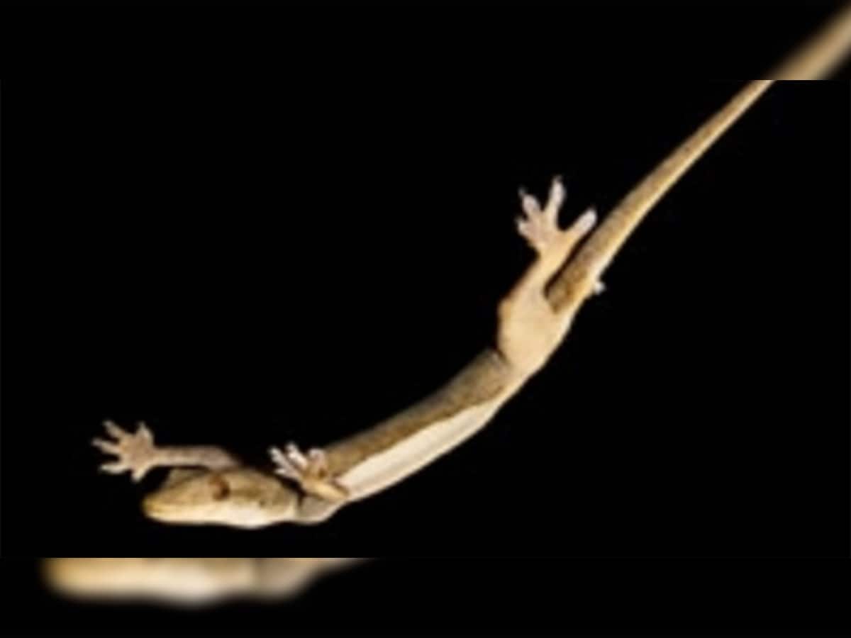 Lizards: જાણો શરીરના કયા અંગ પર ગરોળીનું પડવું ગણાય છે શુભ અને કયા અંગ પર અશુભ
