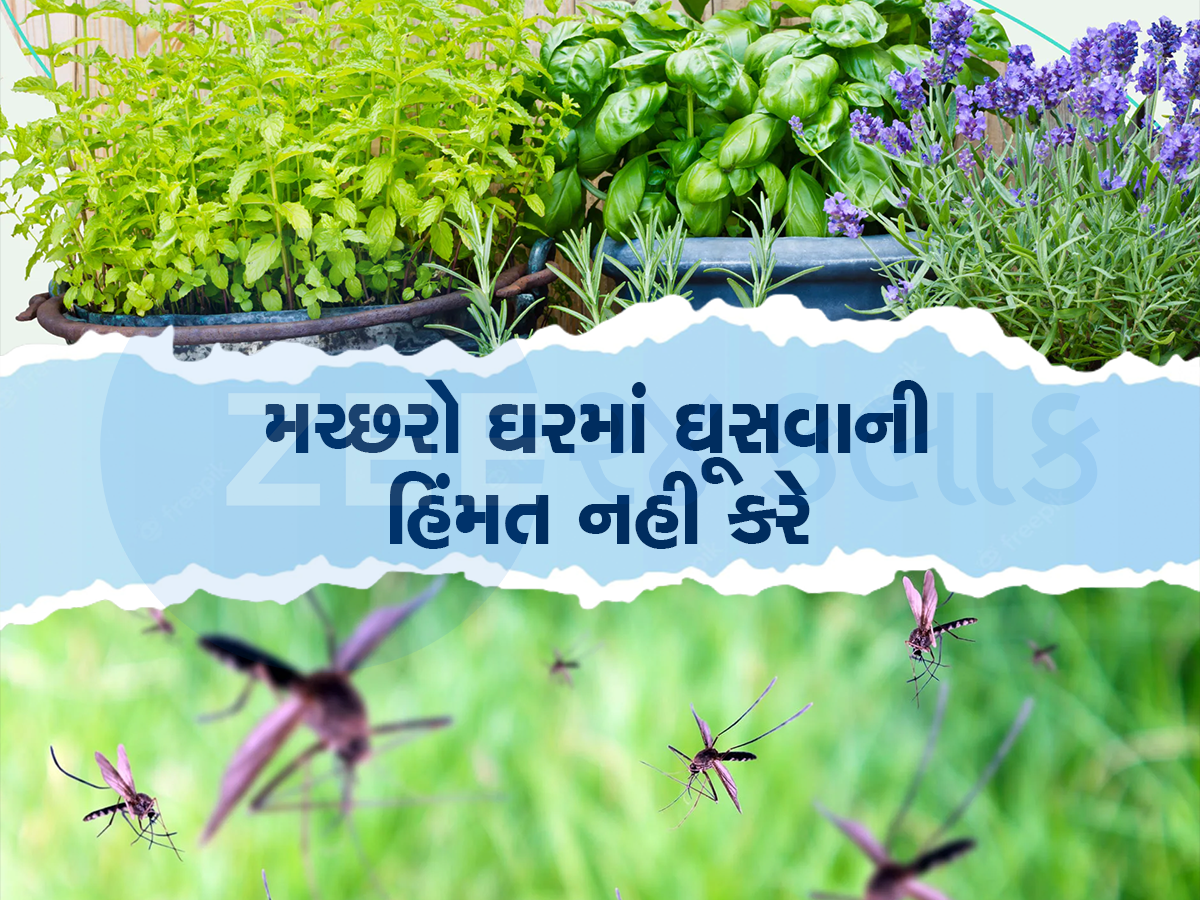 કોઇલ કે મચ્છર અગરબત્તીથી નહી પણ આ 5 સુંદર છોડ વડે ભગાડો મચ્છર, જાણો નામ