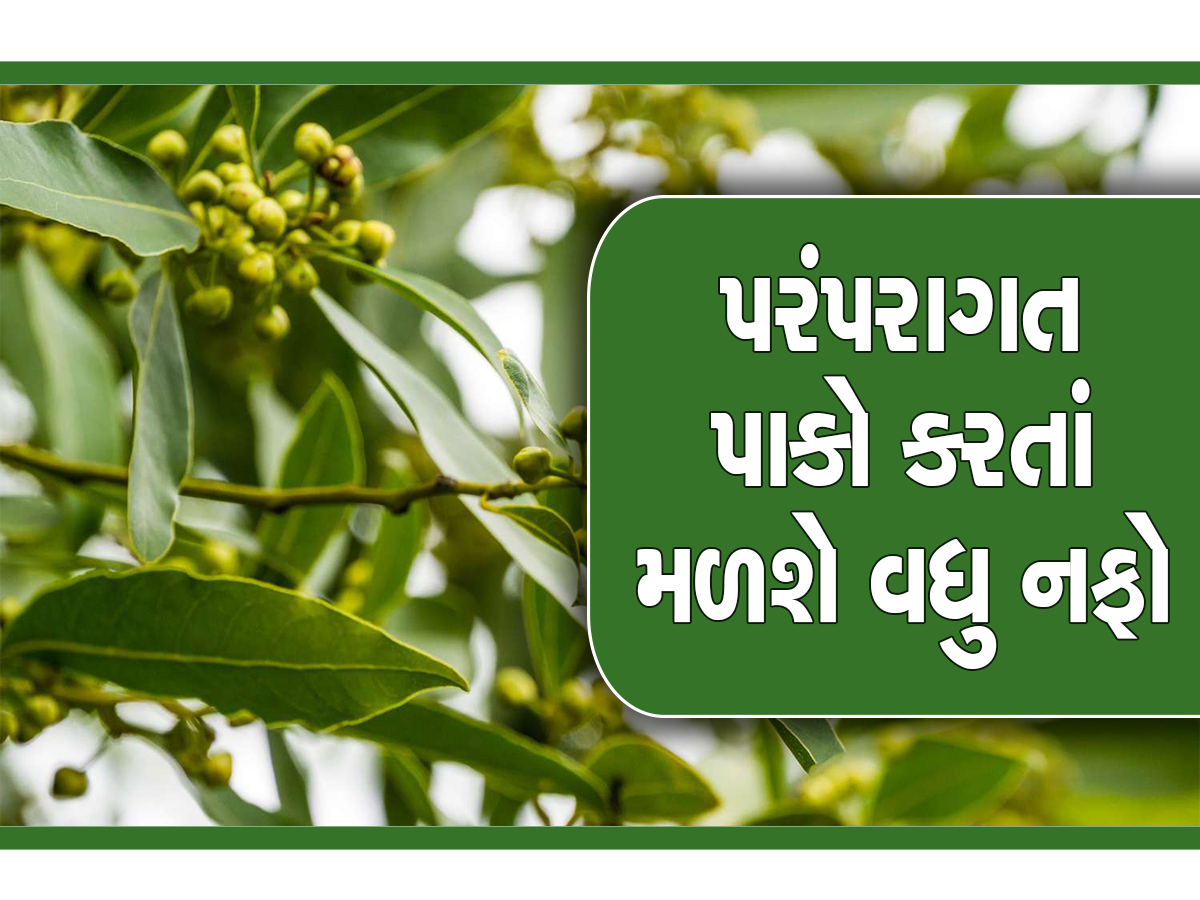 Bay leaf cultivation ફક્ત આ પાંદડા વેચીને ખેડૂતો કમાઇ શકે છે લાખો