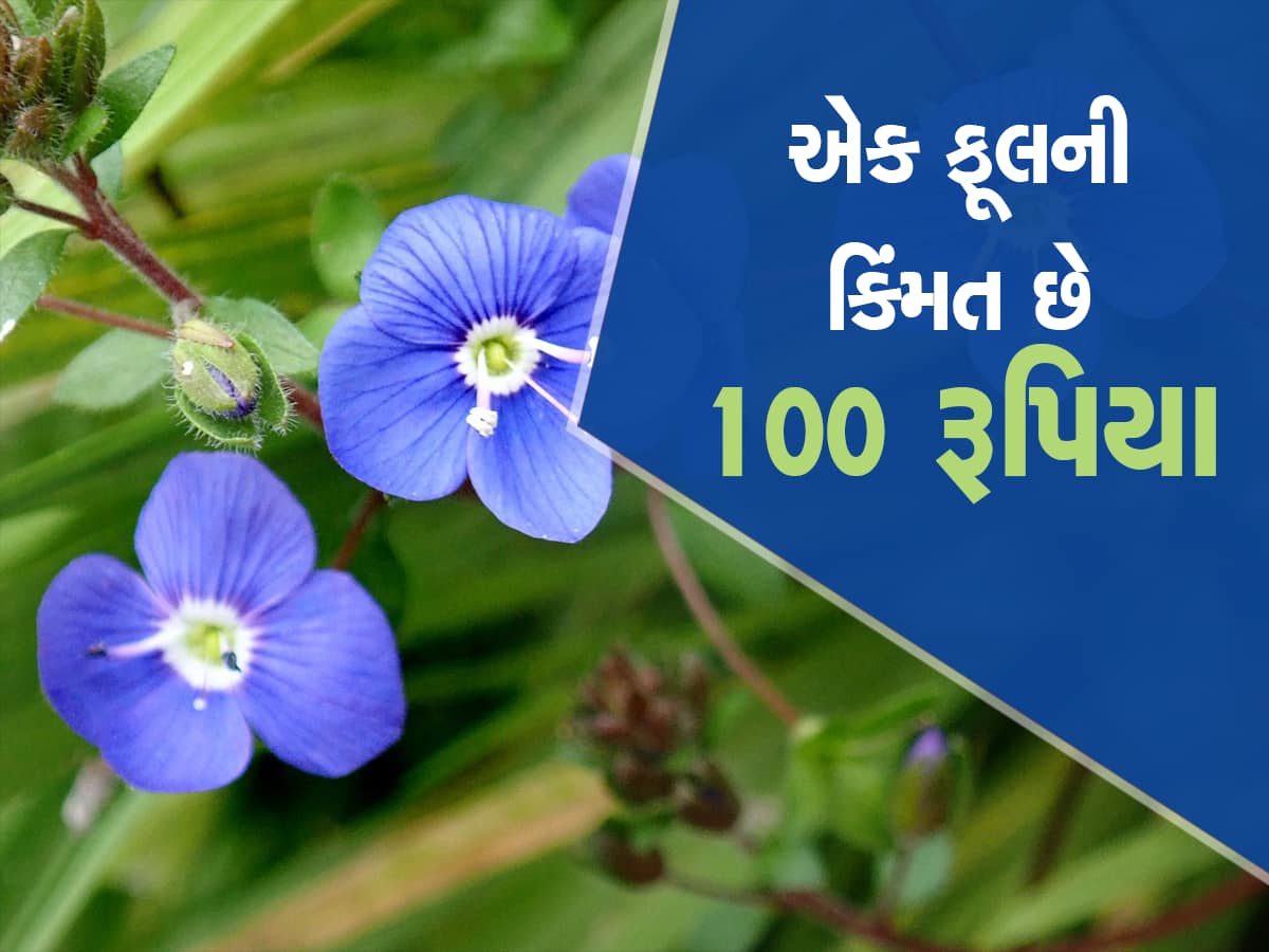 જુલાઇમાં જો આ ફૂલની ખેતી કરી તો બની શકો છો લાખોના માલિક, હર્બલ દવાઓમાં થાય છે ઉપયોગ