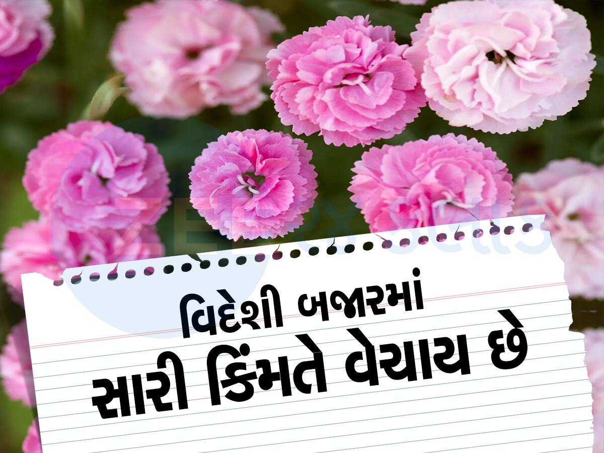 Carnation Flowers: આ ફૂલની ખેતીથી માલામાલ થઇ રહ્યા છે ખેડૂતો, જાણો કઇ છે ખેતી