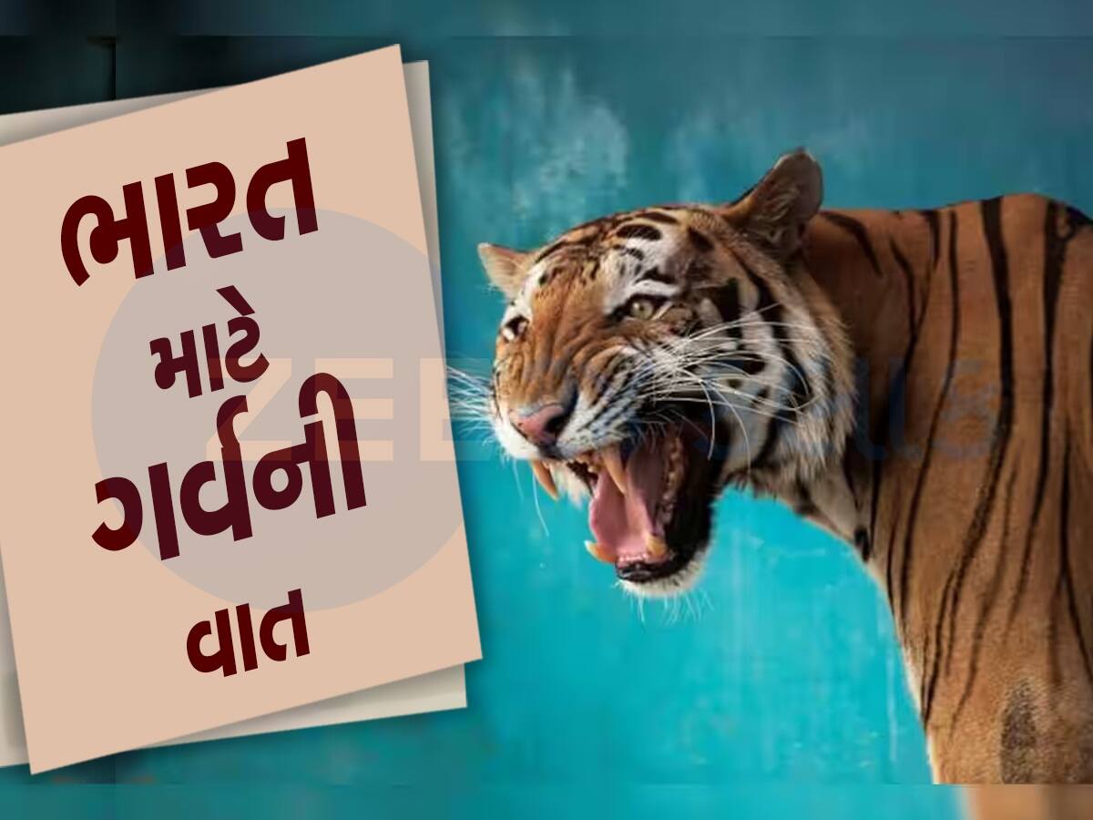 International Tiger Day 2023: ભારતમાં ટાઇગરની દહાડ, 268થી વધીને 3167 થઈ વાઘોની સંખ્યા, આ પ્રોજેક્ટથી મળી સફળતા