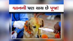 કયા દેશમાં થાય છે શ્વાનની પૂજા? નામ જાણશો તો આશ્ચર્યચકિત થશો, કારણ પણ જાણો
