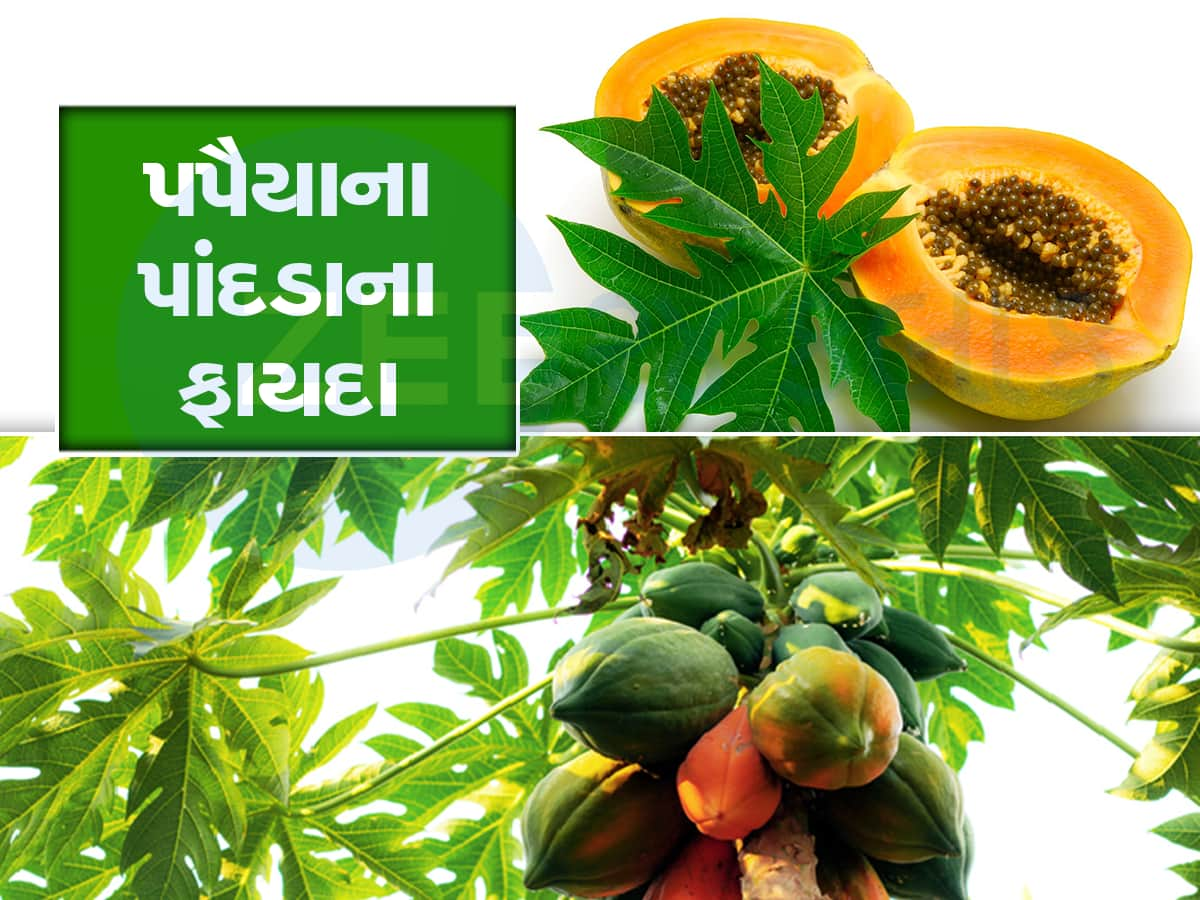 Papaya Leaf Benefits: જાણો ડેન્ગ્યુને માત આપવા પપૈયાના પાંદડાનો કેવી રીતે કરવો ઉપયોગ?