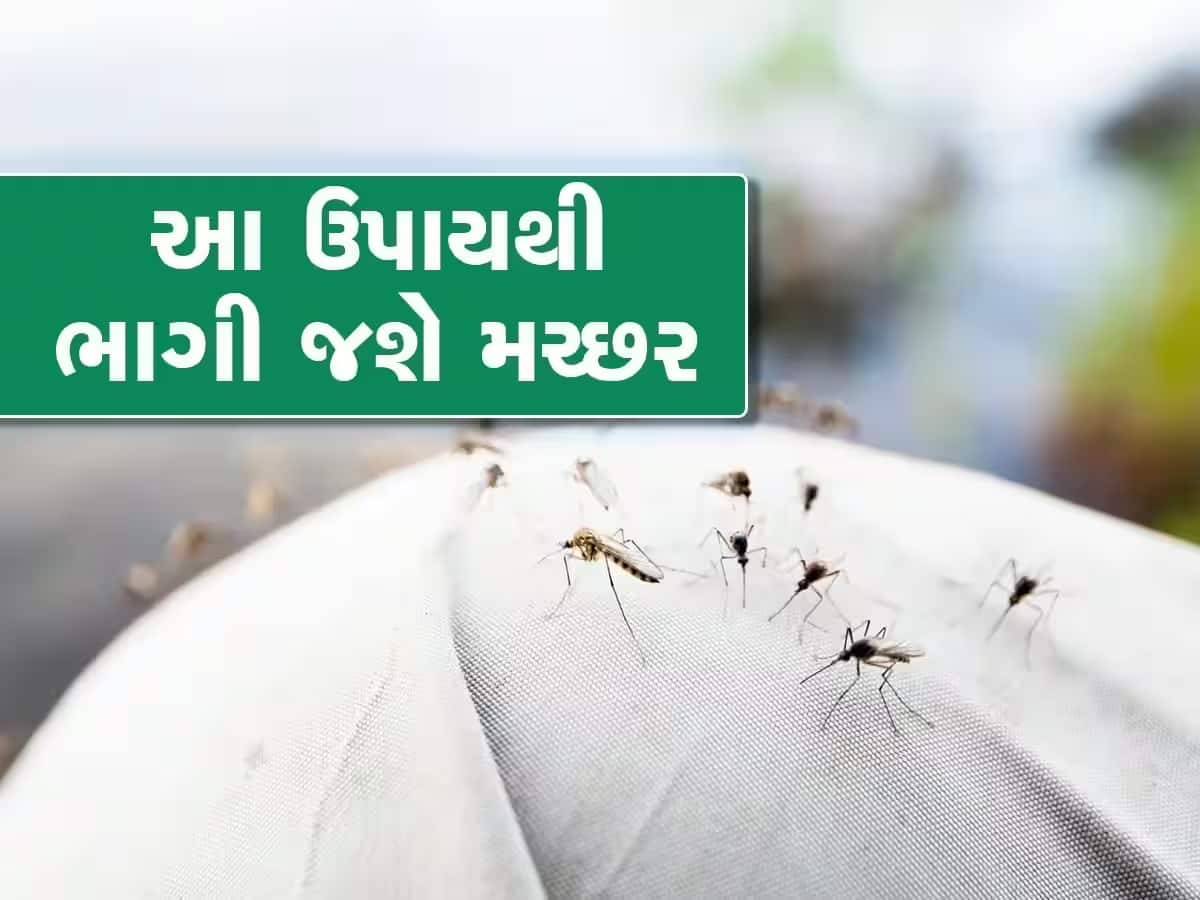 મચ્છરોના આતંકથી પરેશાન છો? તો ઘરમાં લગાવો આ 3 છોડ, એક પણ મચ્છર તમારી આસપાસ નહીં ભટકે