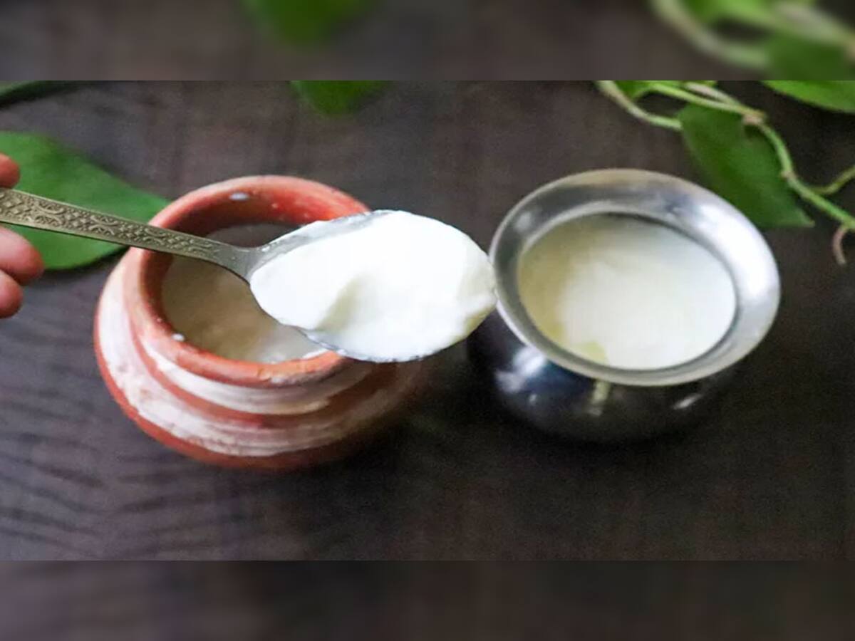 Curd Benefits: કેવા વાસણમાં જમાવવું જોઈએ દહીં ? જાણો સાચો જવાબ