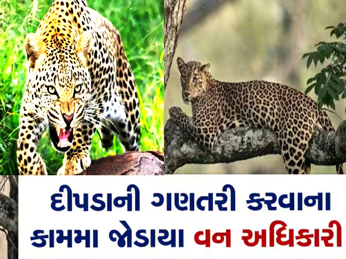 જેમ ઘરની બહાર ગાય ઊભી હોય છે એમ ગુજરાતમાં અહીં ઘરની બહાર ખૂંખાર દીપડા ફરતા દેખાય છે!