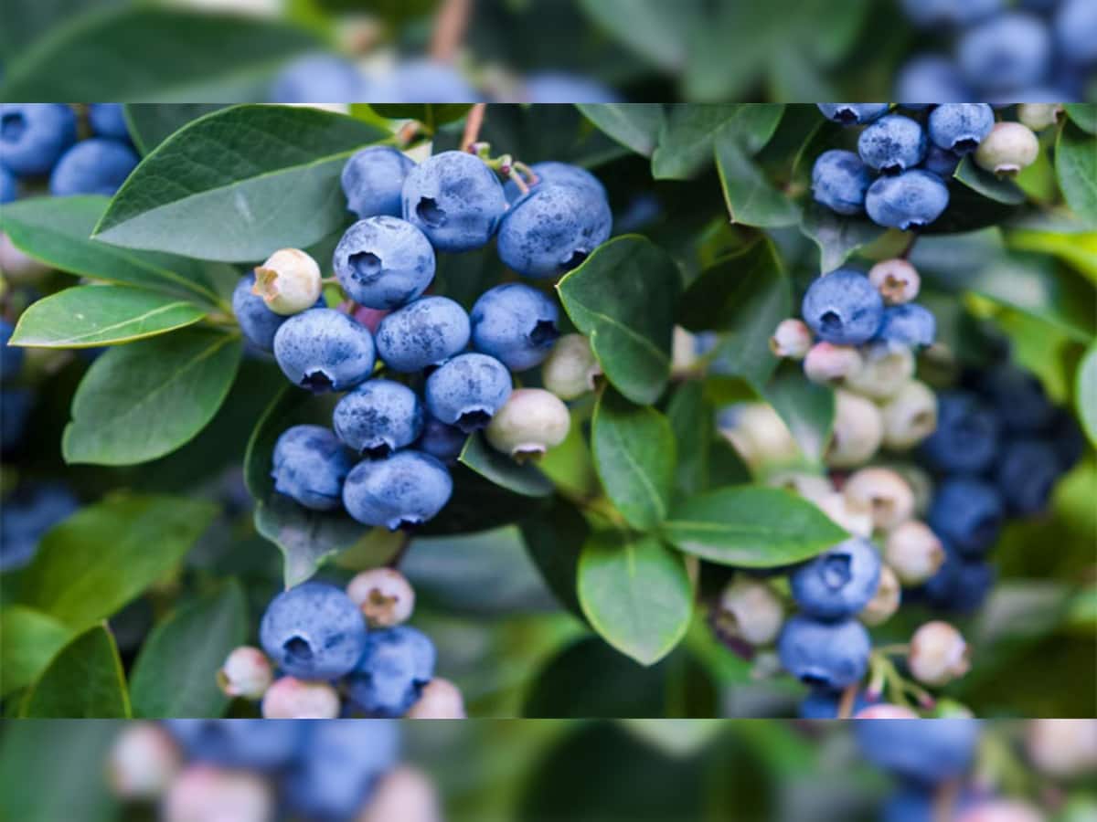 Blueberry Farming: માર્કેટમાં 1000 રૂપિયે કિલો વેંચાતી બ્લુબેરી તમને બનાવી શકે છે લખપતિ, જાણો કેવી રીતે
