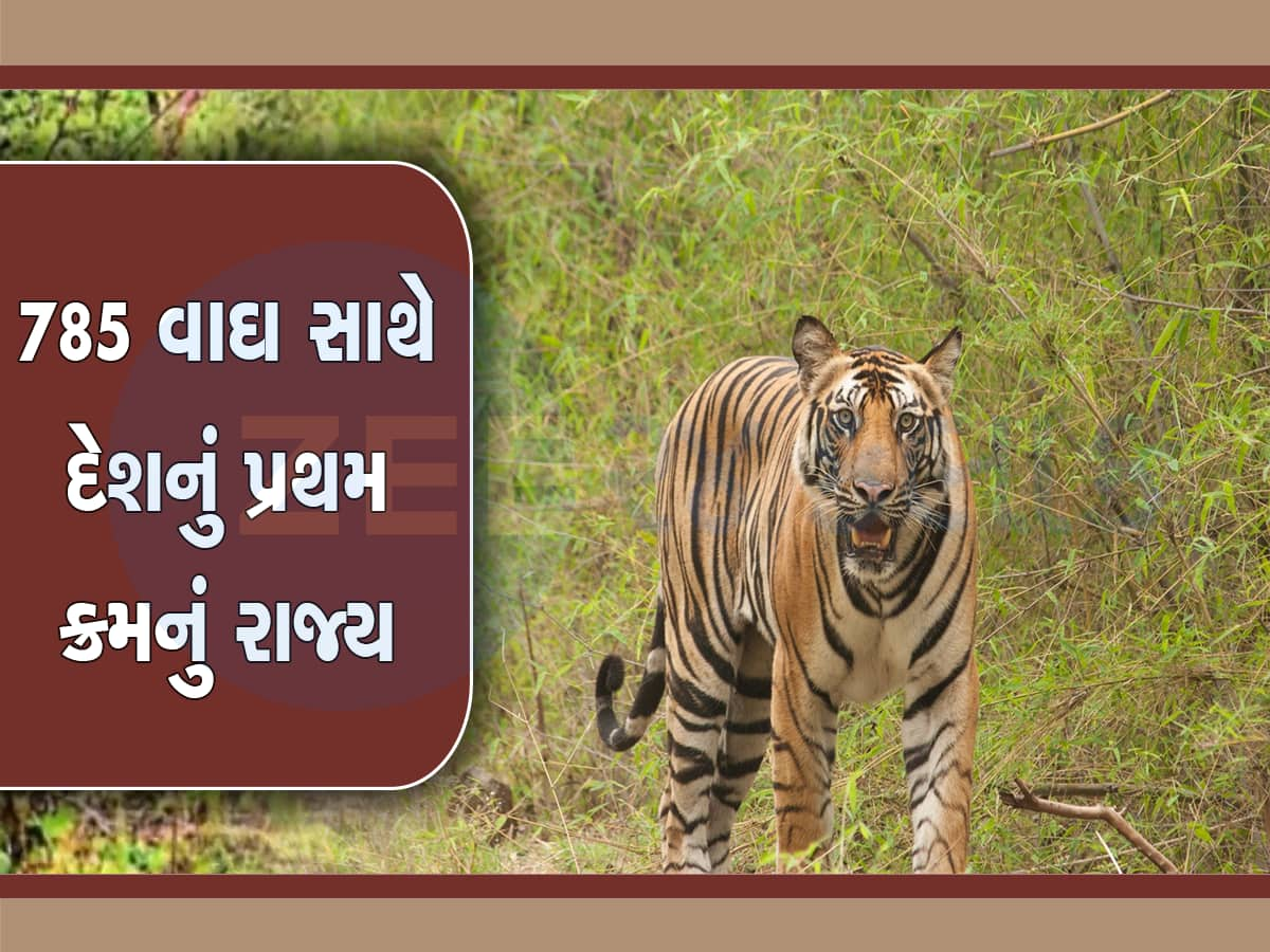 દેશમાં સૌથી વધુ વાઘ ધરાવે છે આ રાજ્ય, જાળવી રાખ્યો ટાઈગર સ્ટેટ ઓફ ઇન્ડિયાનો દરજ્જો