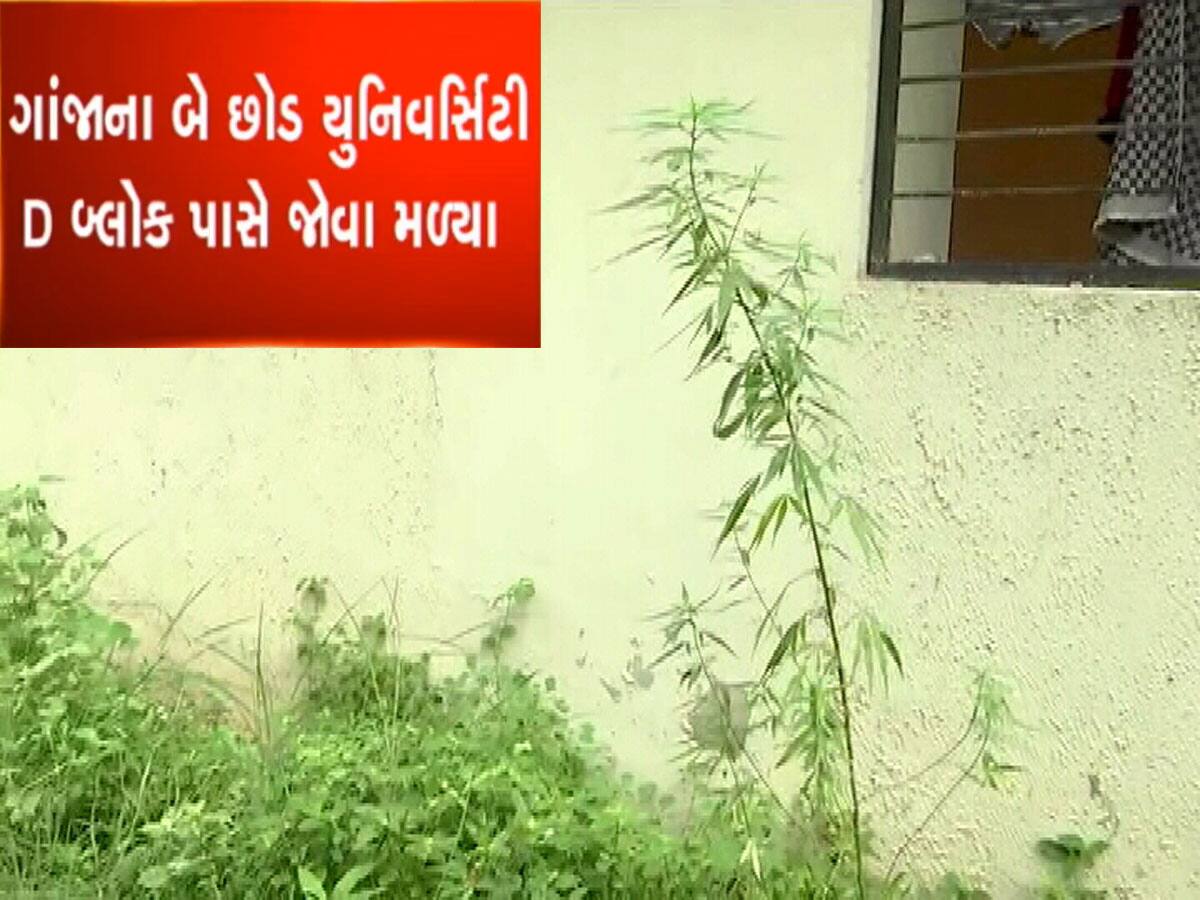 શું ગુજરાતમાં વિદ્યાર્થીઓને હવે ગાંજા ઉગાડવાનું શીખવાડાય છે? વધુ એક યુનિ.માં ગાંજાના છોડ મળ્યા 