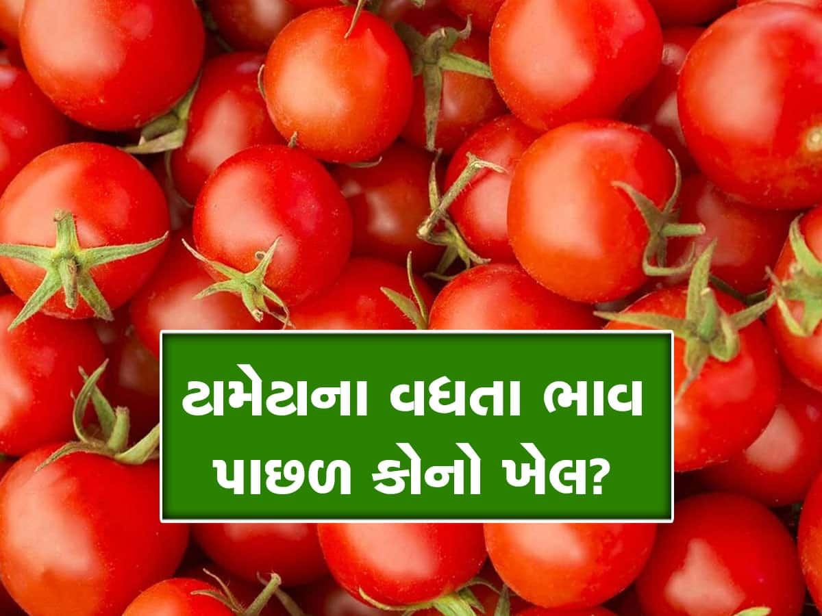 Tomato Price: અચાનક જ કેમ વધી ગયા ટામેટાના ભાવ? ગુજરાત સાથે છે કનેક્શન! ખાસ જાણો