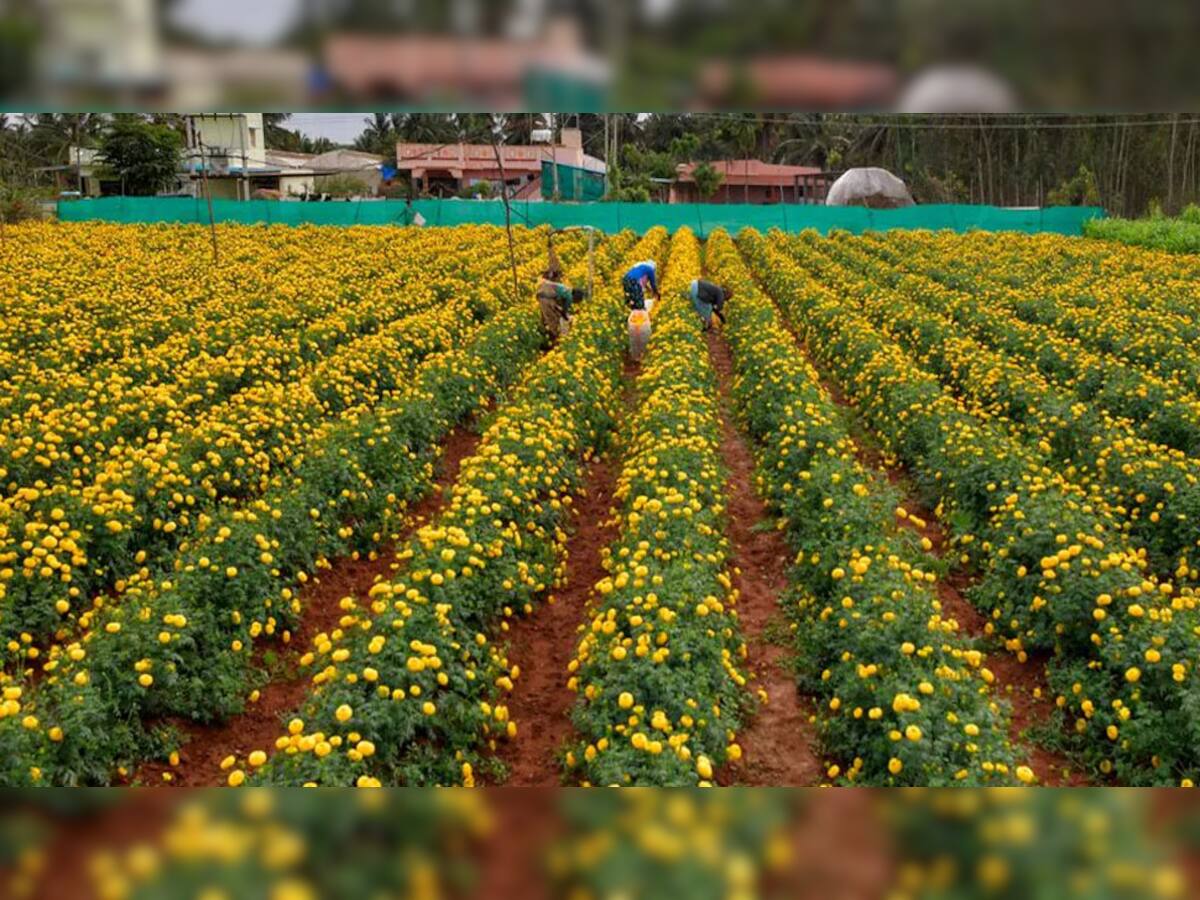 Farming Idea: 20 હજારના ખર્ચે થશે 4 લાખ સુધીનો નફો, આ ફૂલની ખેતી કરી ખેડૂત બની શકે છે રાતોરાત લખપતિ