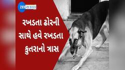ગુજરાતીઓ બચીને રહેજો, 3 વર્ષમાં 7.93 લાખ લોકોને કરડ્યાં રખડતા શ્વાન