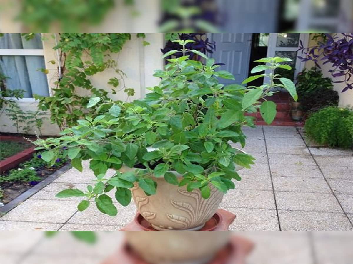 Vastu Tips: તુલસીના છોડમાં બાંધી દો આ એક વસ્તુ, તિજોરી રહેશે રુપિયાથી છલોછલ