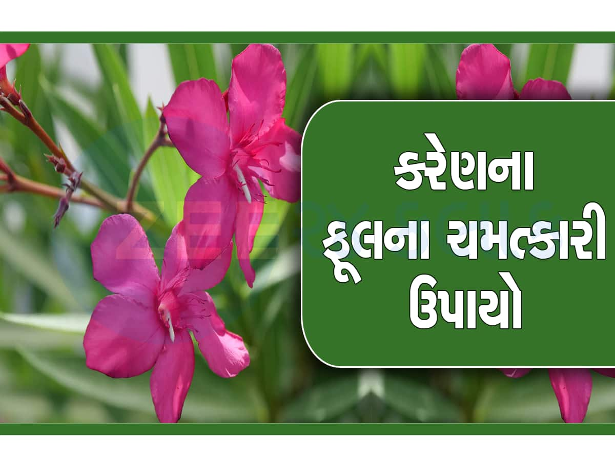 ફૂલ નહી નોટો વરસાવે છે આ છોડ! ઘરમાં આ જગ્યા પર લગાવો, બદલાઇ જશે કિસ્મત