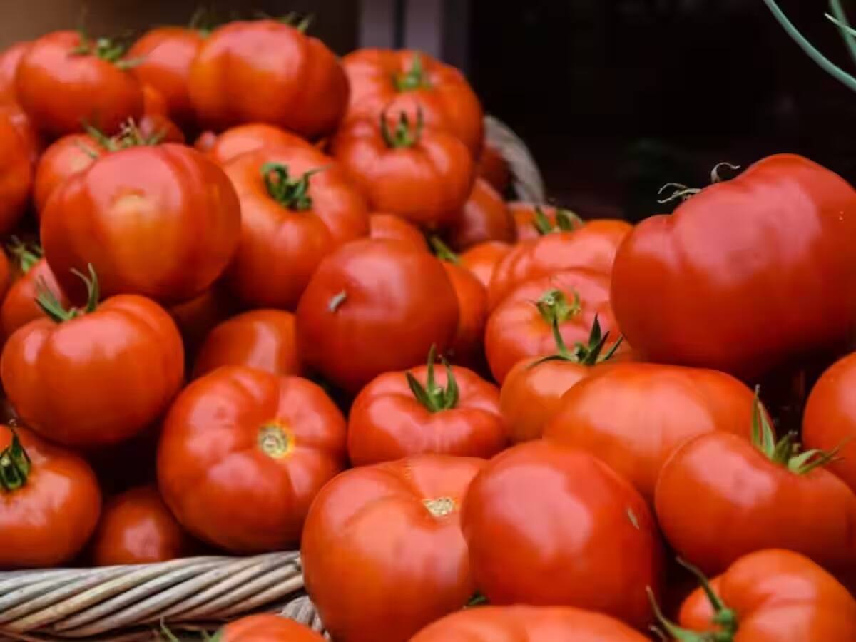 Tomato Price Relief: 20 ઓગસ્ટથી 40 રૂપિયા પ્રતિ કિલો મળશે ટામેટા, સરકારે લીધો મહત્વનો નિર્ણય