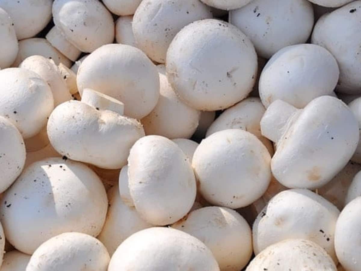 Benefits of Mushrooms Consume mushrooms to increase strength and