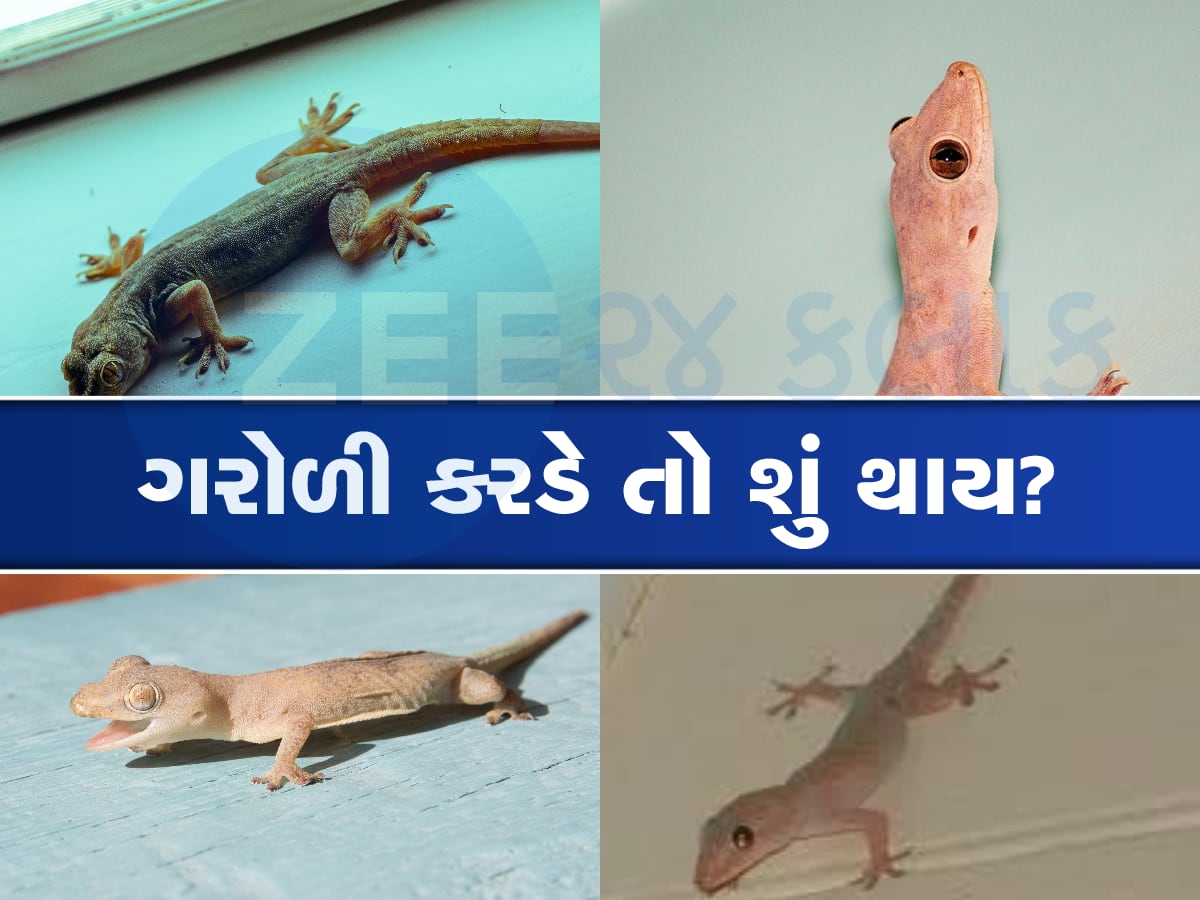 Lizard: શું ગરોળી માણસને કરડે? તેમાં કેટલું હોય છે ઝેર...જાણી લો કામની છે માહિતી