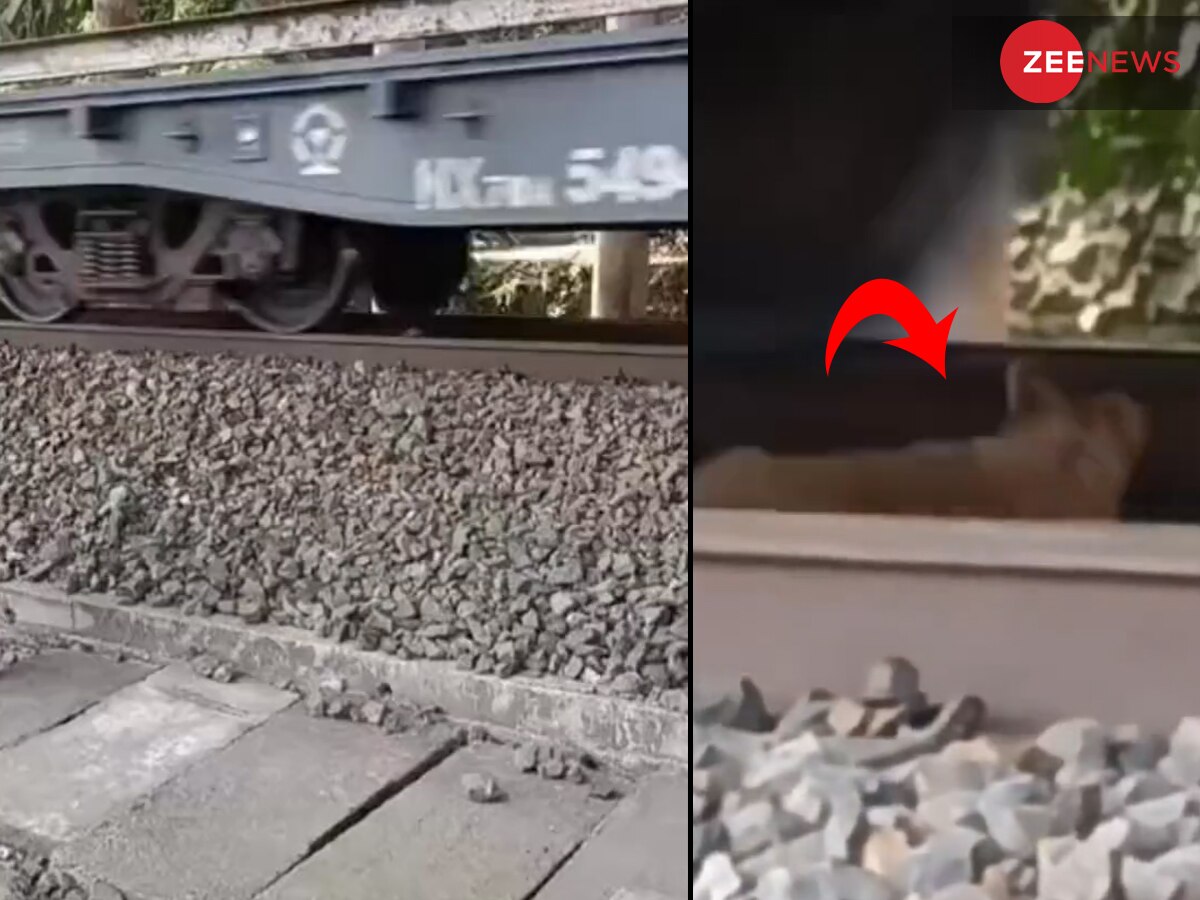 હાઇ સ્પીડ ટ્રેનની ચપેટમાં આવે છે પ્રાણીઓ