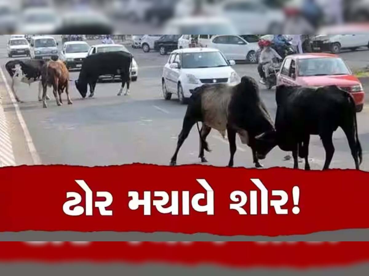 રખડતા ઢોરનો આતંક ડામવા ગુજરાત સરકાર સખ્ત! મનપા, નપા માટે જાહેર કરી કડક ગાઈડલાઈન