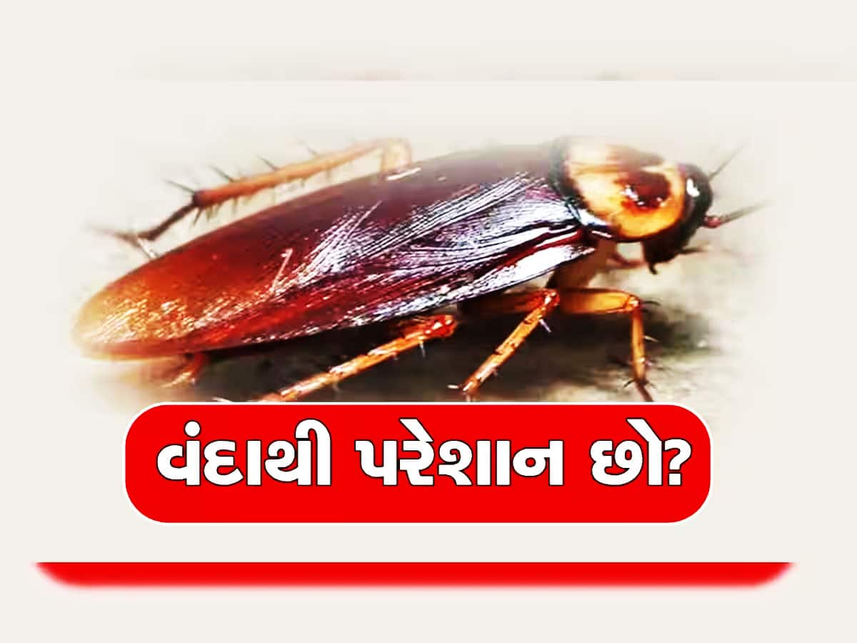 Cockroach: રસોડા કે ઘરમાંથી વંદાને કાયમ માટે કાઢવો હોય તો અપનાવો આ ઉપાય