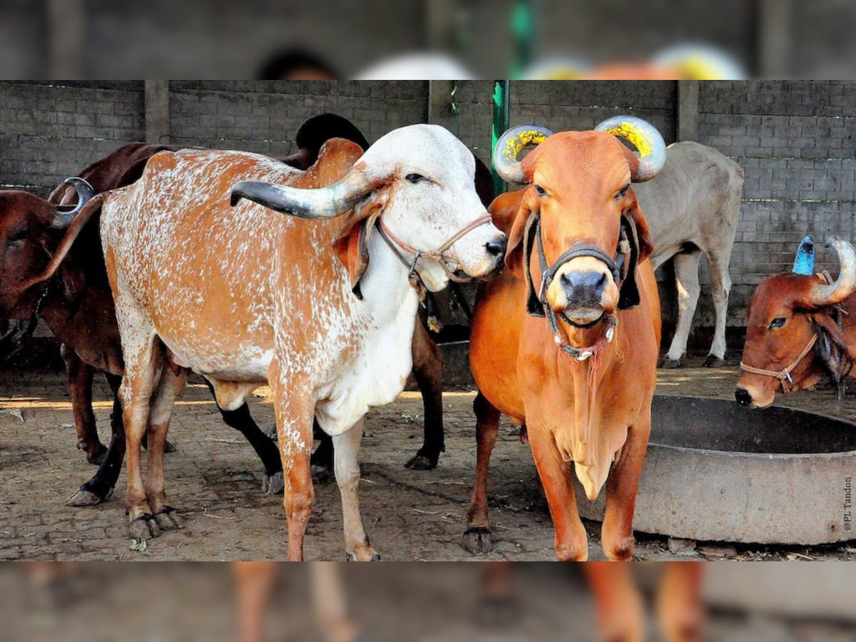  પશુપાલકોને બખ્ખાં! 2 ગાય ખરીદવા પર 80 હજાર રૂપિયાની સહાય, જાણો શું છે સરકારનો પ્લાન?