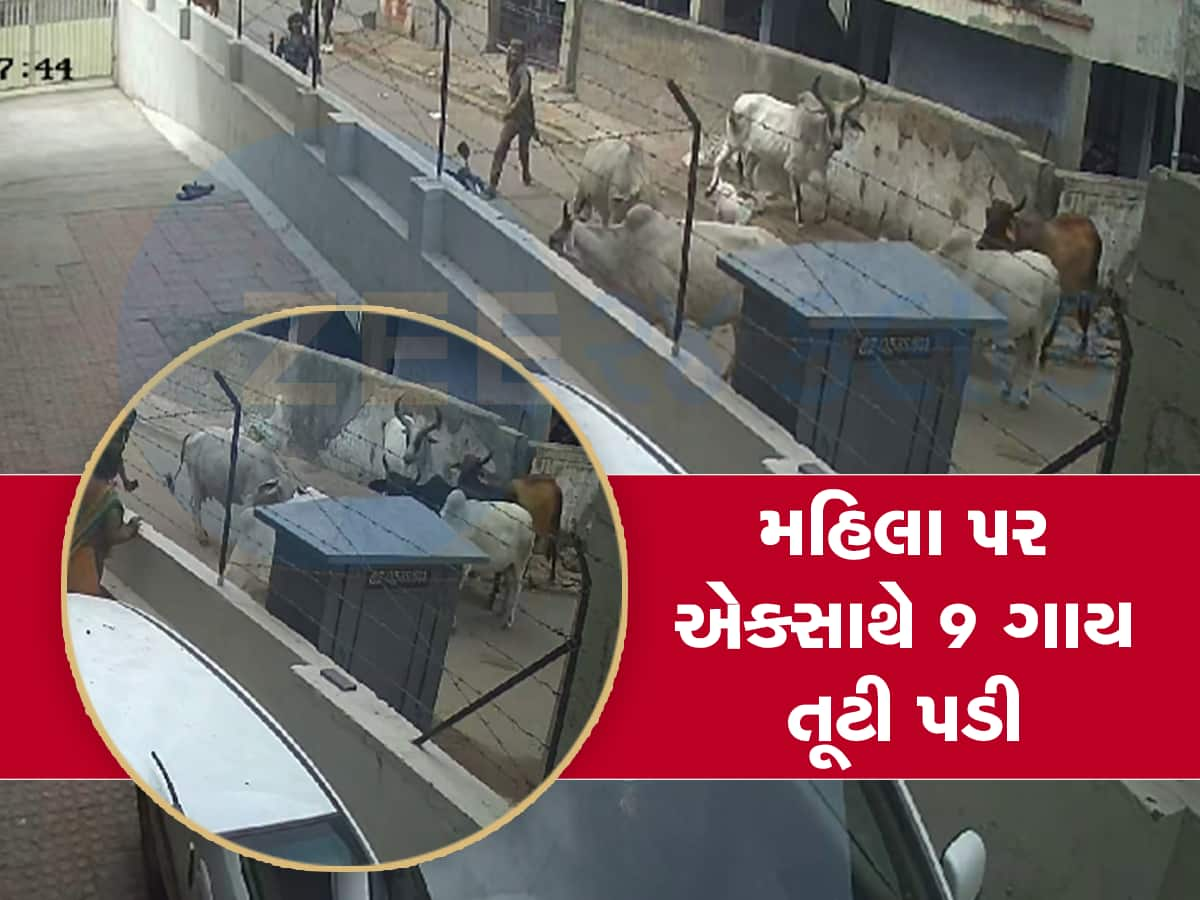 અરેરાટી થઈ જાય તેવા CCTV : અમદાવાદમાં ગાયનો મહિલા પર હુમલો, આ જોઈ 9 ગાય હુમલો કરવા દોડી આવી