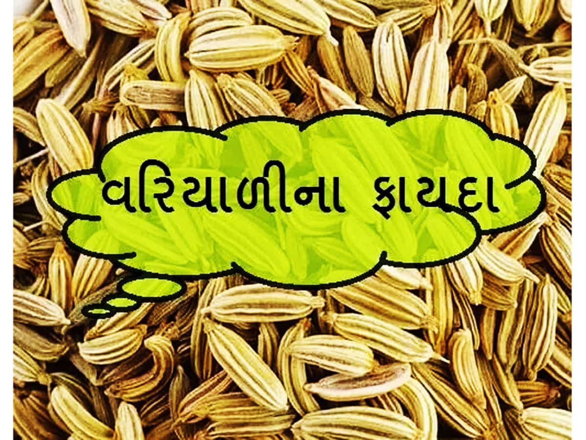 Fennel Seeds ચપટી વરિયાળી તમને કરાવી શકે છે ચમત્કારિક લાભ, જાણીને