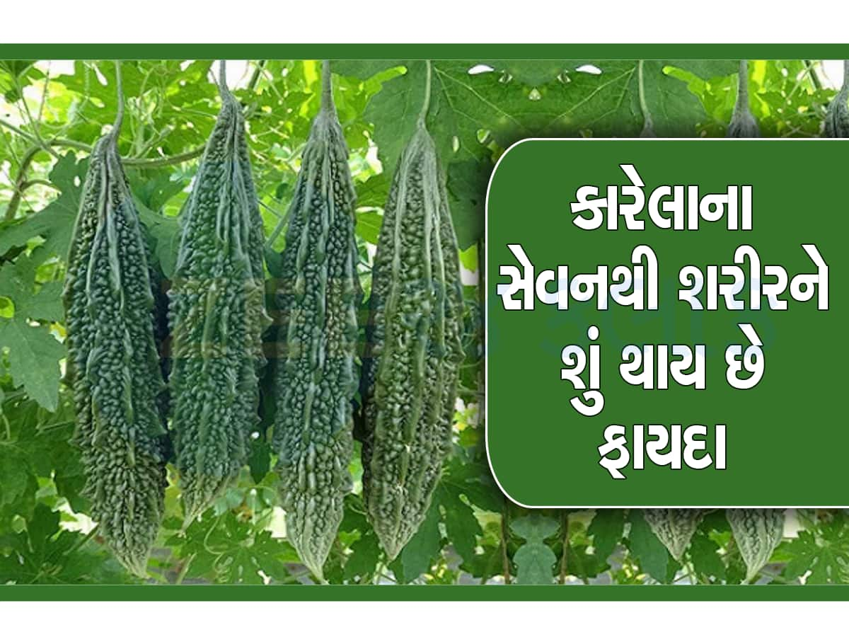 શરીરની બધી ગંદકી નીચોવી લે છે કારેલા, દરરોજ ખાવાથી સ્વાસ્થ્યને મળે છે આ ફાયદા