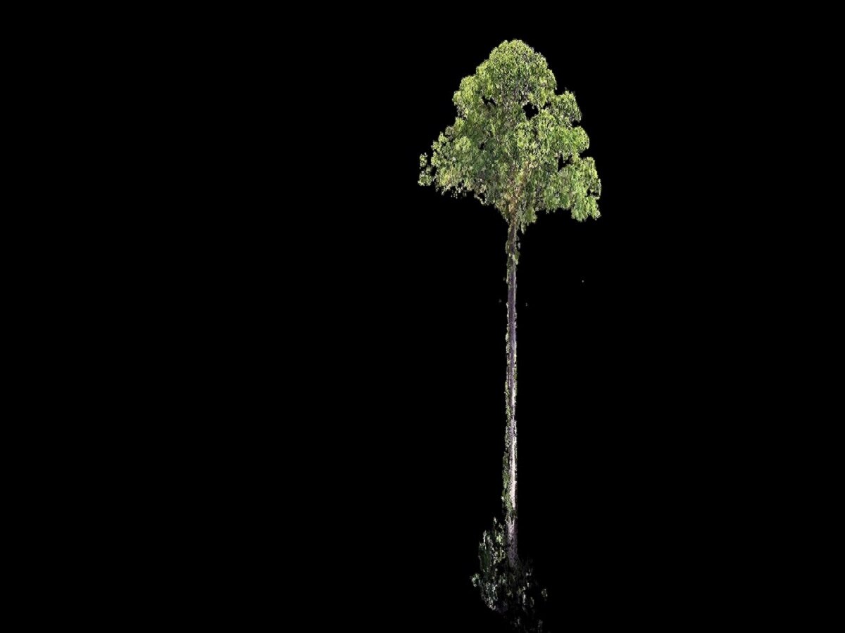world tallest tree doerner fir, menara, sitka spruce, centurion ...
