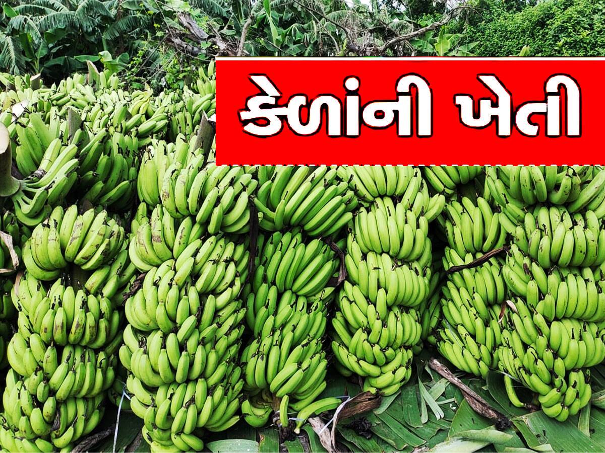 આ ટેકનિકથી કેળાની ખેતી કરશો તો 60 દિવસ પહેલા જ તૈયાર થઈ જશે પાક, મળશે 50% સબસિડી