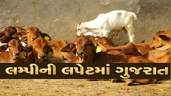 જાગૃતિ માટે અનોખો પ્રયાસ! ગુજરાતના પશુઓમાં ફેલાતા આ વાયરસ અંગે જાણો સંપૂર્ણ વિગત