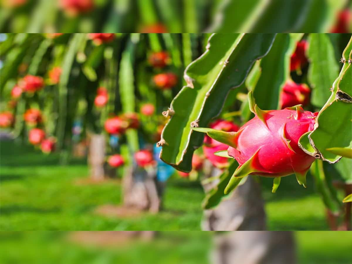 Farming Idea: વિદેશની નોકરી છોડી વતનમાં શરુ કરી ડ્રેગન ફ્રુટની ખેતી, હવે ખેતીથી વર્ષે કરે છે કરોડોની કમાણી